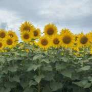 ヒメ日記 2026/03/12 23:50 投稿 せいな 黒い金魚（札幌）