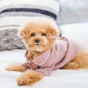 ヒメ日記 2025/11/18 14:13 投稿 つばき ぷるるん小町 京橋店