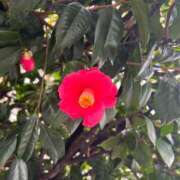 ヒメ日記 2026/03/31 10:04 投稿 つばき ぷるるん小町 京橋店