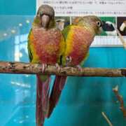 ヒメ日記 2025/12/11 20:05 投稿 ちか 茨城水戸ちゃんこ