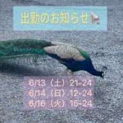 ヒメ日記 2026/06/12 23:55 投稿 ちか 茨城水戸ちゃんこ