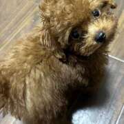 ヒメ日記 2026/01/01 17:59 投稿 あいさ 京橋熟女