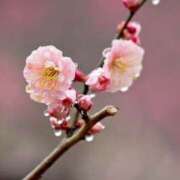 ヒメ日記 2026/02/11 13:37 投稿 さゆり 人妻こゆびの約束久喜店