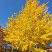 ヒメ日記 2025/11/12 11:25 投稿 月華（つきか） 熟女の風俗最終章 大宮店