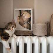 ヒメ日記 2025/12/07 09:43 投稿 さなえ しろうさぎ