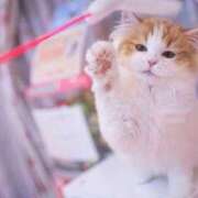 ヒメ日記 2025/11/15 18:02 投稿 双葉ゆうり キュア＆マジック