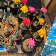 ヒメ日記 2025/11/21 14:45 投稿 もえ ギン妻パラダイス 和歌山店