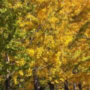 ヒメ日記 2025/11/19 17:46 投稿 りあ ZERO-i