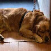 ヒメ日記 2025/12/30 16:27 投稿 りあ ZERO-i