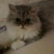 ヒメ日記 2025/12/31 23:56 投稿 りあ ZERO-i