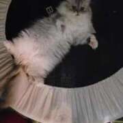 ヒメ日記 2026/02/24 17:36 投稿 りあ ZERO-i