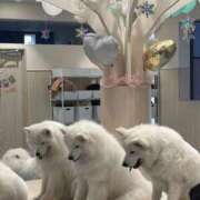 ヒメ日記 2026/04/22 20:06 投稿 天音るる 制服×コスプレ アオハルスイッチ