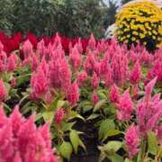 ヒメ日記 2025/11/29 19:57 投稿 姫宮くるみ -NEO-皇帝別館（中央街）