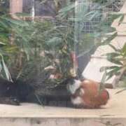 姫宮くるみ 年末年始はありがとうございました🫧 -NEO-皇帝別館（中央街）