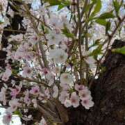 ヒメ日記 2026/03/30 17:19 投稿 姫宮くるみ -NEO-皇帝別館（中央街）