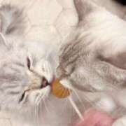 ヒメ日記 2025/12/26 10:09 投稿 りり 千葉メイドリーム（ユメオト）