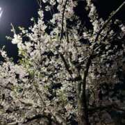 ヒメ日記 2026/04/13 20:45 投稿 みく【プレミアム】 大人のゴシャール