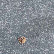 ヒメ日記 2026/03/01 22:13 投稿 あかり 池袋風俗　池袋いきなりビンビン伝説