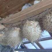 ヒメ日記 2025/12/19 09:29 投稿 みいこ 愛媛松山ちゃんこ