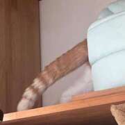 ヒメ日記 2025/11/20 08:23 投稿 ひろ 京都祇園・南インターちゃんこ