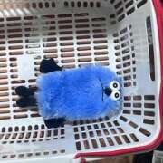 ヒメ日記 2025/11/26 17:10 投稿 ひろ 京都祇園・南インターちゃんこ