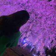 ヒメ日記 2025/11/27 15:50 投稿 つばめ One More奥様　横浜関内店