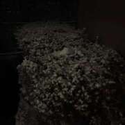 ヒメ日記 2026/01/11 21:07 投稿 朝比奈　ひろみ 熟女パラダイス岐阜羽島店（カサブランカグループ）