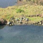 ヒメ日記 2026/02/26 13:13 投稿 朝比奈　ひろみ 熟女パラダイス岐阜羽島店（カサブランカグループ）