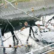 ヒメ日記 2026/03/17 09:07 投稿 一ノ瀬　かえで 熟女パラダイス岐阜羽島店（カサブランカグループ）