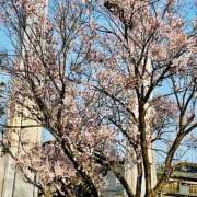 ヒメ日記 2026/03/21 07:33 投稿 一ノ瀬　かえで 熟女パラダイス岐阜羽島店（カサブランカグループ）