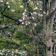 ヒメ日記 2026/03/26 08:33 投稿 一ノ瀬　かえで 熟女パラダイス岐阜羽島店（カサブランカグループ）