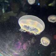 ヒメ日記 2026/05/04 15:43 投稿 一ノ瀬　かえで 熟女パラダイス岐阜羽島店（カサブランカグループ）