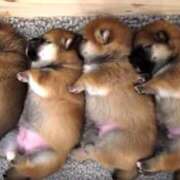 ヒメ日記 2025/11/20 00:25 投稿 大沢まり 熟女パラダイス岐阜羽島店（カサブランカグループ）