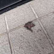 ヒメ日記 2026/06/24 18:15 投稿 大沢まり 熟女パラダイス岐阜羽島店（カサブランカグループ）