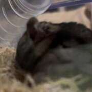 ヒメ日記 2026/01/30 14:13 投稿 夏海えな 熟女パラダイス岐阜羽島店（カサブランカグループ）