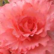 ヒメ日記 2025/12/12 11:55 投稿 神埼れいこ 熟女パラダイス岐阜羽島店（カサブランカグループ）