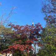 ヒメ日記 2025/11/23 17:11 投稿 白瀬まゆ 熟女パラダイス岐阜羽島店（カサブランカグループ）