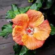 ヒメ日記 2025/12/01 20:05 投稿 ここみ 横浜おかあさん