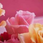 ヒメ日記 2025/12/02 13:25 投稿 ここみ 横浜おかあさん