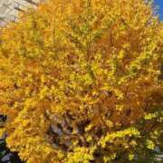 ヒメ日記 2025/12/10 16:05 投稿 ここみ 横浜おかあさん