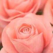 ヒメ日記 2025/12/27 15:52 投稿 ここみ 横浜おかあさん