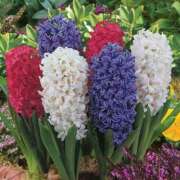 ヒメ日記 2026/01/03 15:11 投稿 ここみ 横浜おかあさん