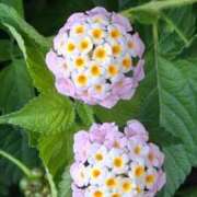 ここみ 🌺ご予約とお礼🌺 横浜おかあさん