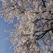 ヒメ日記 2026/04/11 07:42 投稿 川瀬まゆ 五十路マダム 郡山店