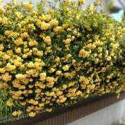 ヒメ日記 2026/05/14 05:58 投稿 川瀬まゆ 五十路マダム 郡山店