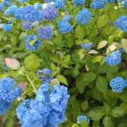 ヒメ日記 2026/06/18 04:44 投稿 川瀬まゆ 五十路マダム 郡山店