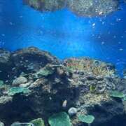 ヒメ日記 2026/01/14 12:14 投稿 めぐる One More 奥様　松戸店