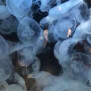 ヒメ日記 2026/01/20 13:34 投稿 めぐる One More 奥様　松戸店