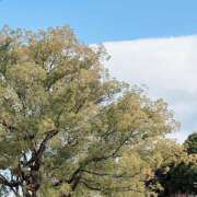 ヒメ日記 2025/12/14 14:50 投稿 新人　みつき MADAME Luxe