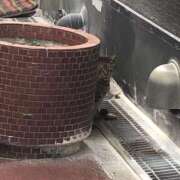 ヒメ日記 2026/01/26 16:56 投稿 しょうり 熟女家 京橋店